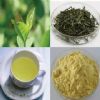 Green Tea Extract Powder